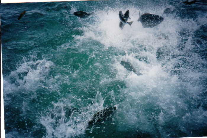 GlassBottomBoat3