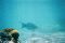 Snorkeling3