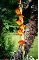HamiltonFlower1