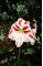 HamiltonFlower2