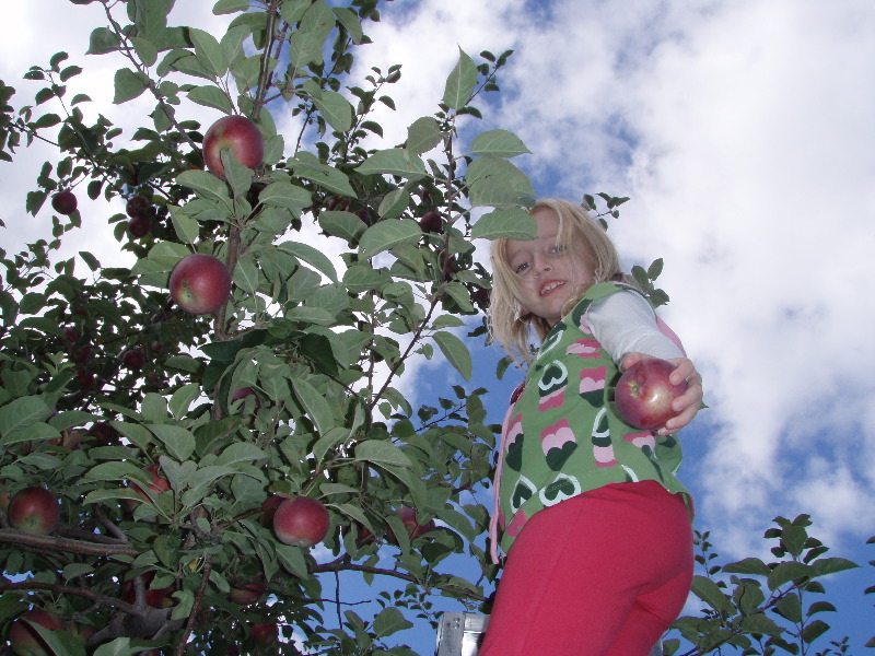 Apple picking ladder 7