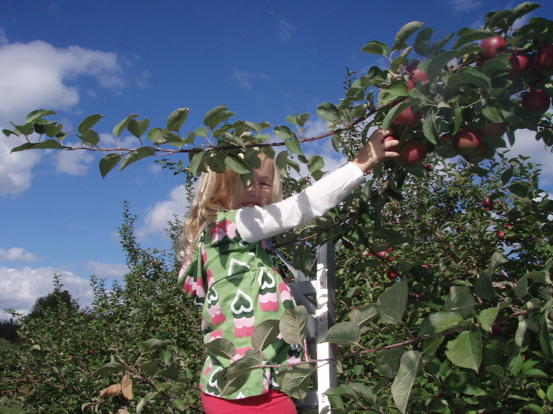 Apple picking ladder 2
