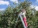 Apple picking ladder 5