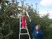 Apple picking ladder 6