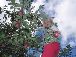 Apple picking ladder 7