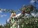 Apple picking ladder 1