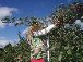 Apple picking ladder 2