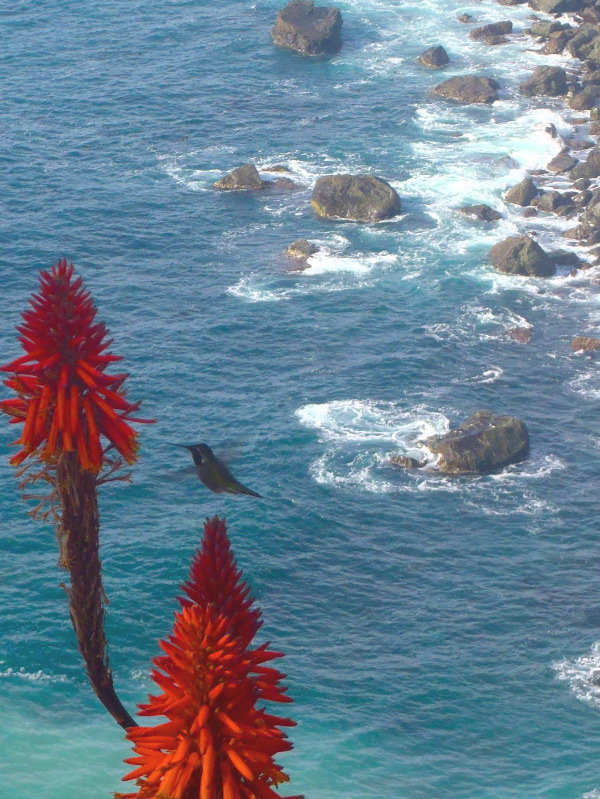 Hummingbird