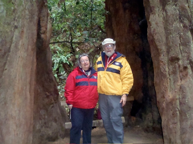 Coastal redwoods