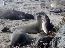Elephant seals
