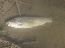 Brown Trout Opening Day