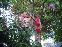 Tree Climb 3