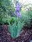 Side Garden 1