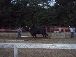 Marshfield Fair 2