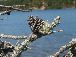 Goose pond 2