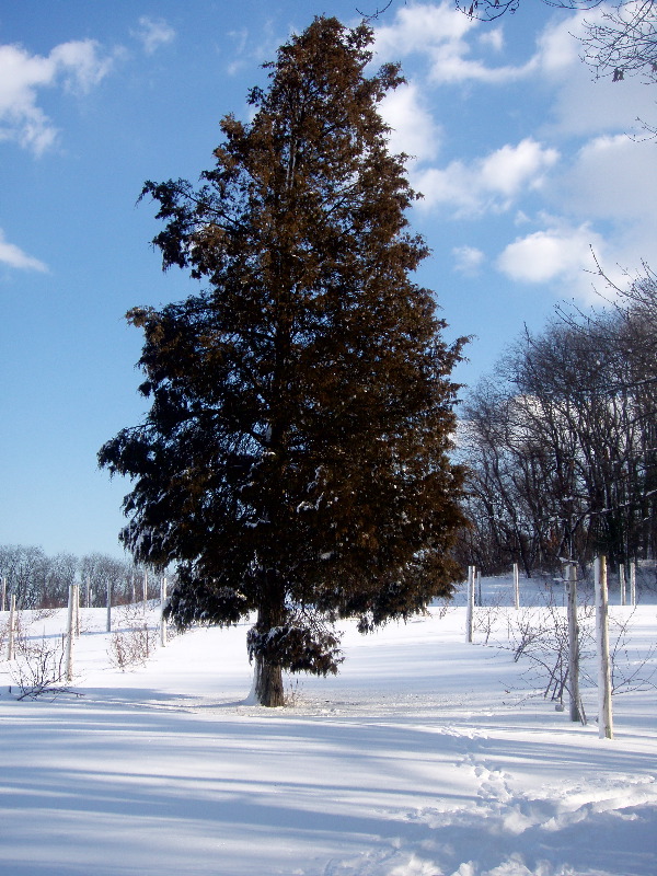 CC Skiing at Brooksby Farm